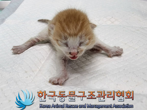 한국동물구조관리협회_441409202301274
